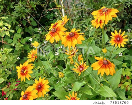 元気色・ビタミンカラーのルドベキア 78618766
