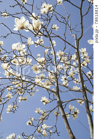 青空の下にハクモクレンの白い花が咲いています。学名はMagnolia denudataです。 青空の下にハクモクレンの白い花が咲いています。学名はMagnolia denudataです。 78618814