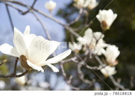 青空の下にハクモクレンの白い花が咲いています。学名はMagnolia denudataです。 青空の下にハクモクレンの白い花が咲いています。学名はMagnolia denudataです。 78618818
