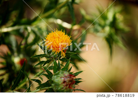 ベニバナ 78618819