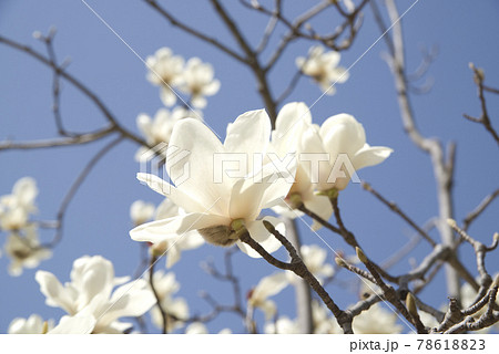 青空の下にハクモクレンの白い花が咲いています 学名はmagnolia Denudataです の写真素材 7861