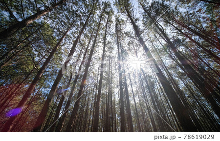 View up or bottom view of pine trees in forest in sunshine. Royalty high-quality free stock photo image scenic view of big and tall pine tree with sun light in the forest when looking up blue sky View up or bottom view of pine trees in forest in sunshine. Royalty high-quality free stock photo image scenic view of big and tall pine tree with sun light in the forest when looking up blue sky 78619029