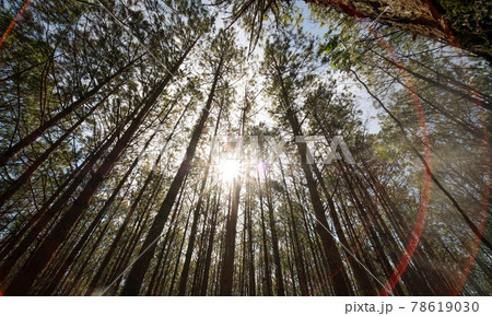 View up or bottom view of pine trees in forest in sunshine. Royalty high-quality free stock photo image scenic view of big and tall pine tree with sun light in the forest when looking up blue sky View up or bottom view of pine trees in forest in sunshine. Royalty high-quality free stock photo image scenic view of big and tall pine tree with sun light in the forest when looking up blue sky 78619030