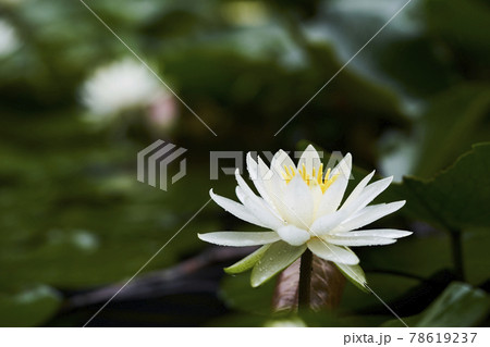 池に咲く白いスイレンの花 池に咲く白いスイレンの花 78619237