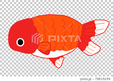 金魚のランチュウのイラスト 78619249
