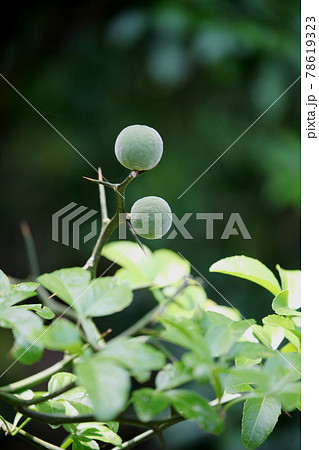 カラタチの実 カラタチの実 78619323