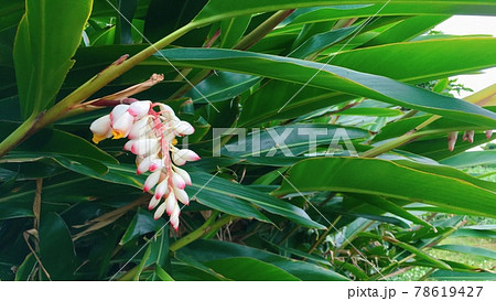【南国の花】白とピンクのグラデーション、月桃の花の蕾 78619427
