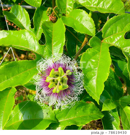 トロピカルフルーツ パッションフルーツの花の写真素材