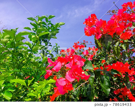 南国の花 ショッキングピンクのブーゲンビリアの写真素材