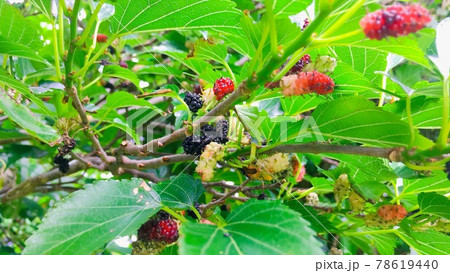 【野山の果物】色が美しい桑の実 78619440