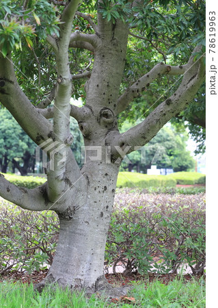 山桃（ヤマモモ）の太い幹と木肌 78619963