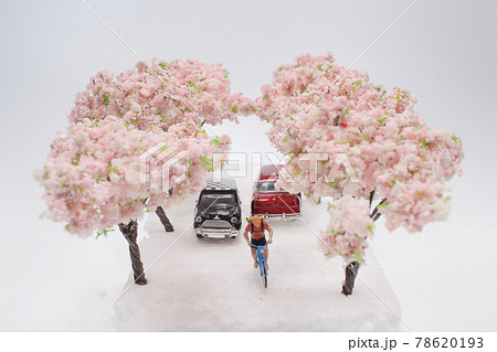 a Cherry Blossoms between a car and bike in the road a Cherry Blossoms between a car and bike in the road 78620193