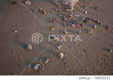 Ha Pak Nai beach area of wetland at sunset 1 July 2006 Ha Pak Nai beach area of wetland at sunset 1 July 2006 78620331