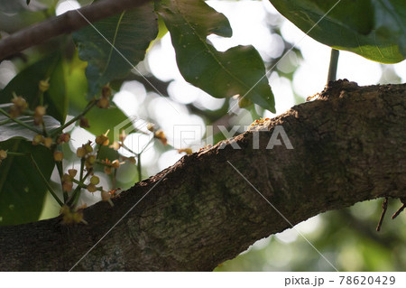 a red ants on the tree trunk, nature a red ants on the tree trunk, nature 78620429