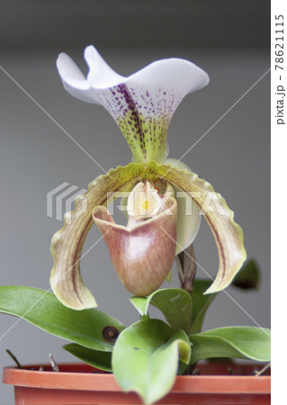a Beautiful flower garden. beautiful orchids, spring day a Beautiful flower garden. beautiful orchids, spring day 78621115