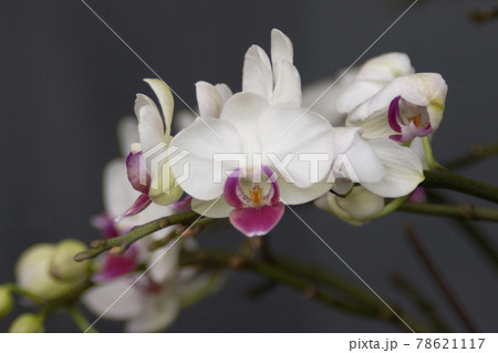 a Beautiful flower garden. beautiful orchids, spring day a Beautiful flower garden. beautiful orchids, spring day 78621117