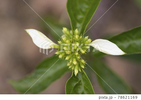 the plant at outdoor, a white flower 78621169