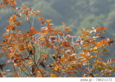 Autumn colorful bright leaves swinging in a tree in autumnal park Autumn colorful bright leaves swinging in a tree in autumnal park 78621172