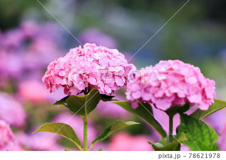 津市の風早の里の紫陽花 津市の風早の里の紫陽花 78621978