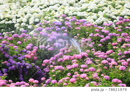 津市の風早の里の紫陽花 78621979