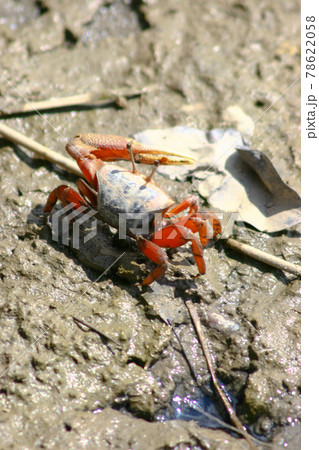 a Fiddler Crab walking in mangrove forest at Nam Sang Wai a Fiddler Crab walking in mangrove forest at Nam Sang Wai 78622058