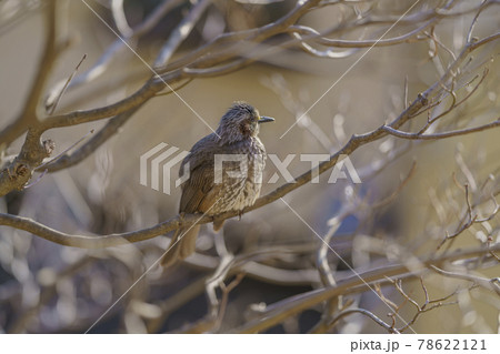 民家のヒヨドリ 78622121