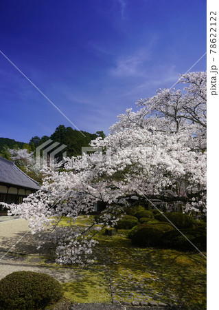 弘川寺桜風景 78622122
