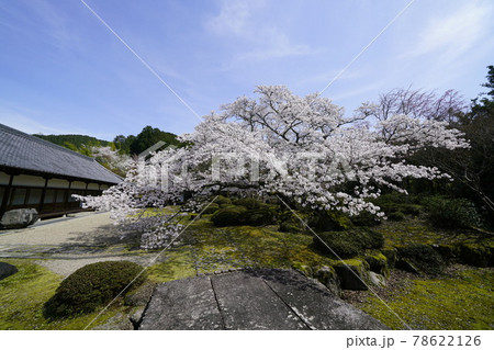 弘川寺桜風景 78622126