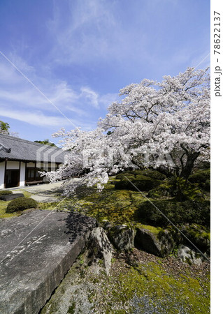 弘川寺桜風景 弘川寺桜風景 78622137