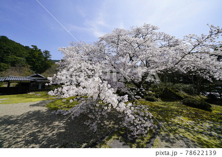 弘川寺桜風景 78622139