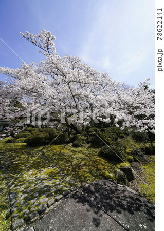 弘川寺桜風景 弘川寺桜風景 78622141