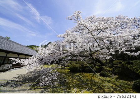 弘川寺桜風景 弘川寺桜風景 78622143