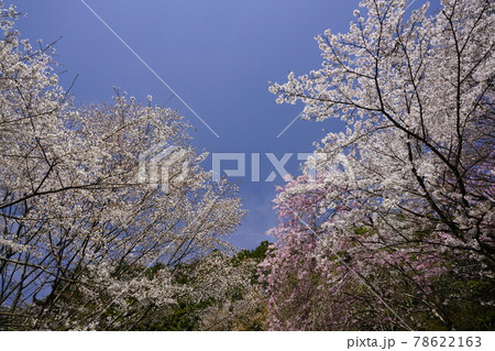 弘川寺桜風景 78622163