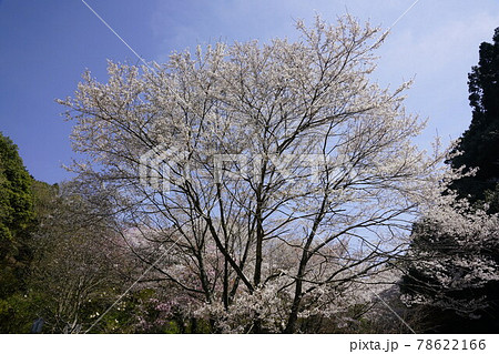 弘川寺桜風景 78622166
