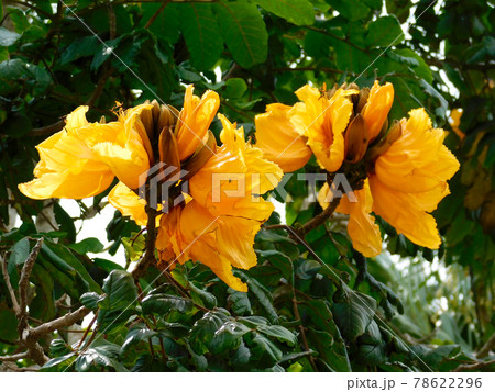 火焔木 火焔木 78622296