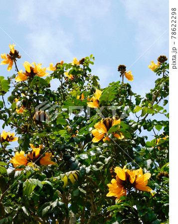 火焔木 火焔木 78622298