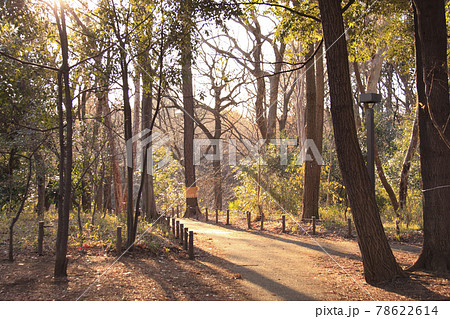 林試の森公園 夕陽 木漏れ日 78622614