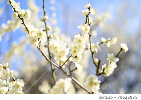 梅の花が咲く期間 78622935