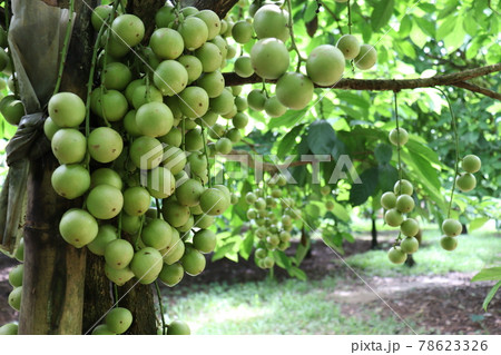 Tasty Baccaurea motleyana on Tree For Harvest Tasty Baccaurea motleyana on Tree For Harvest 78623326