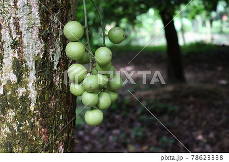 Tasty Baccaurea motleyana on Tree For Harvest Tasty Baccaurea motleyana on Tree For Harvest 78623338