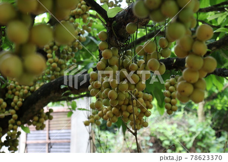 Tasty Baccaurea motleyana on Tree For Harvest 78623370