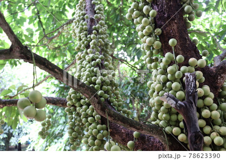 Tasty Baccaurea motleyana on Tree For Harvest 78623390