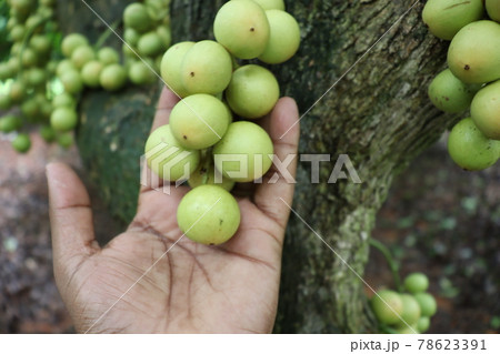 Tasty Baccaurea motleyana on Tree For Harvest Tasty Baccaurea motleyana on Tree For Harvest 78623391