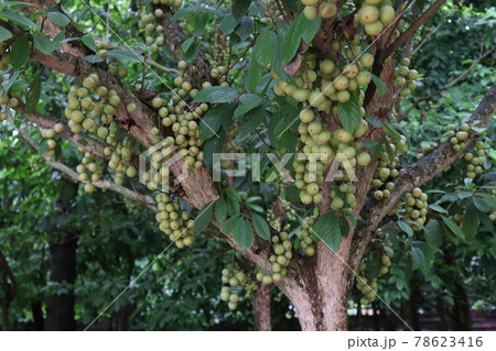 Tasty Baccaurea motleyana on Tree For Harvest Tasty Baccaurea motleyana on Tree For Harvest 78623416