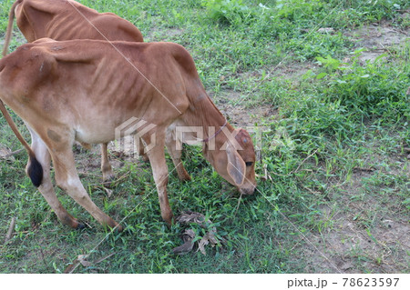 Tasty Baccaurea motleyana on Tree For Harvest 78623597