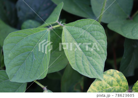 Tasty Baccaurea motleyana on Tree For Harvest 78623605
