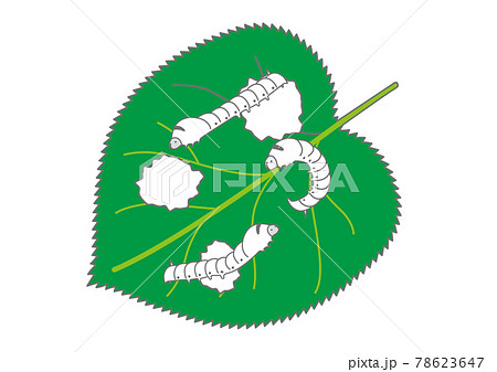 桑の葉を食べている蚕のイラスト素材