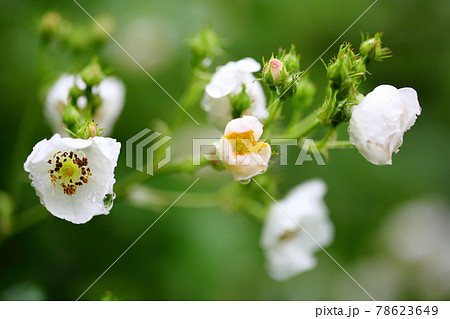 野薔薇 野薔薇 78623649