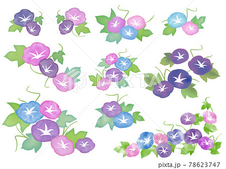 水彩 朝顔の花 水彩 朝顔の花 78623747