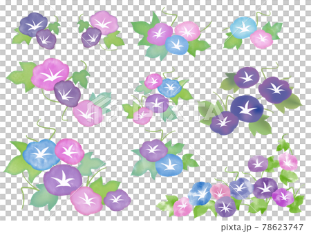 水彩 朝顔の花 水彩 朝顔の花 78623747